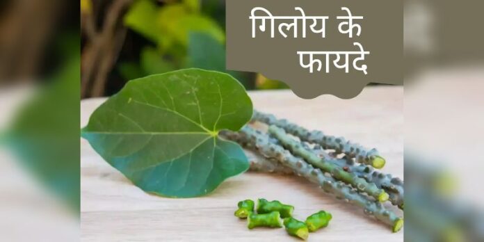 Giloy Benefits: इन लोगों के लिए 'अमृत' है गिलोय, जान लें खाने का सही तरीका